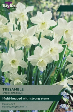 Narcissus Tresamble