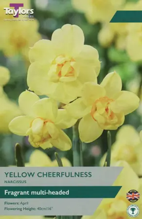 Narcissus Yellow Cheerfulness 10-12 P/P
