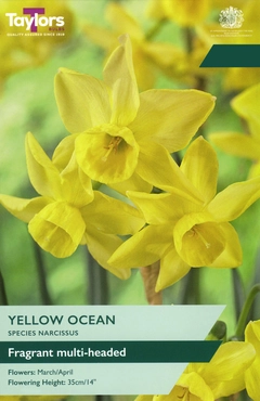 Narcissus Yellow Ocean 10-12 P/P