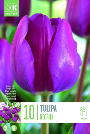 Negrita Tulip Bulbs