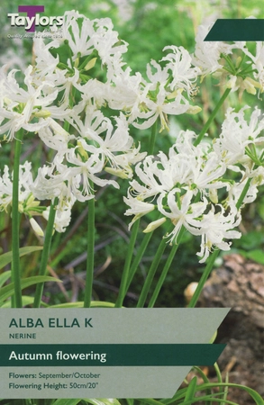 Nerine Alba Ella K 12-14