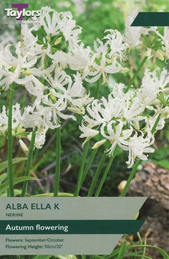 Nerine Alba Ella K 12-14