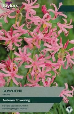 Nerine Bowdenii 12-14