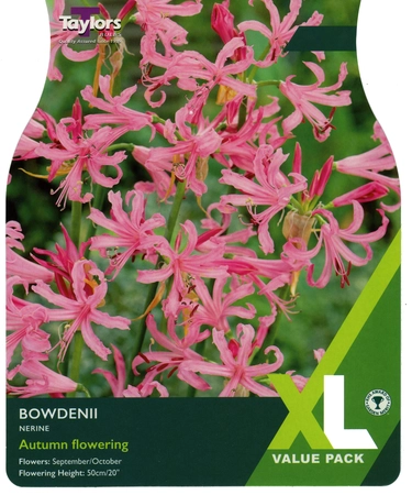 Nerine Bowdenii 12-14 XL