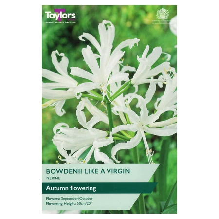 Nerine Bowdenii Like A Virgin