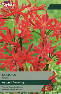 Nerine Codora 12-14