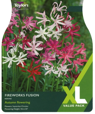 Nerine Fireworks Fusion 12-14 XL