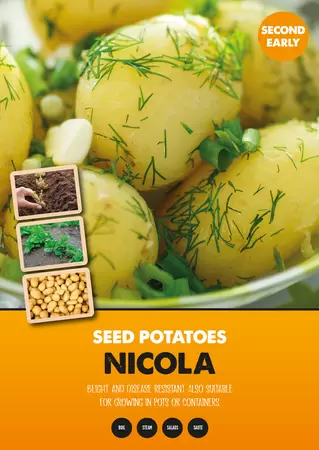 Nicola Seed Potato 2kg