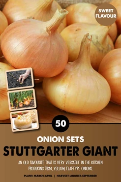 Onion Stuttgarter Giant