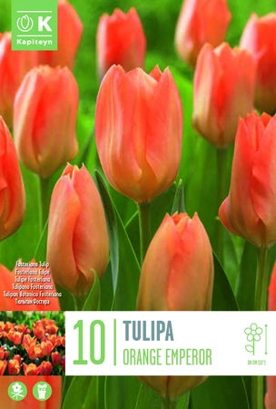 Orange Emperor Tulip Bulbs