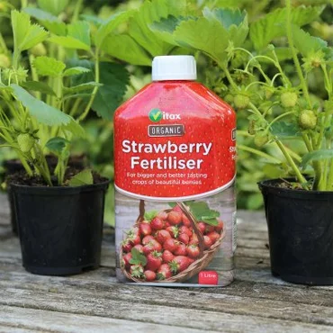 Organic Liquid Strawberry Feed 1ltr - image 2