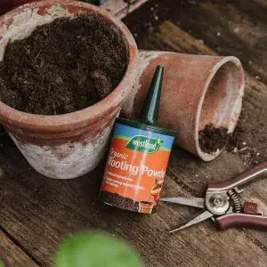 Organic Rooting Powder - image 2