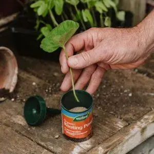 Organic Rooting Powder - image 3