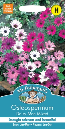 Osteospermum Daisy Mae Mixed - image 1