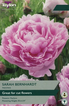 Paeonia Sarah Bernhardt 2-3 Eyes