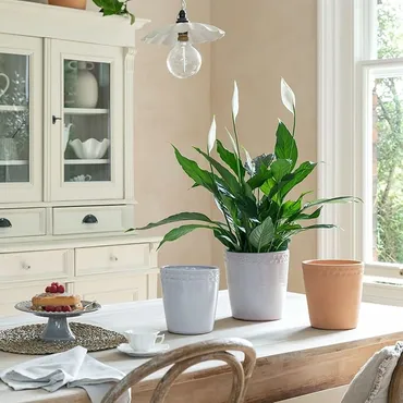 Painswick White Terracotta Pinched Planter H18.5cm D19cm - image 3