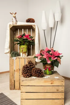 Pale Pink Velvet Poinsettia With Stem 105cm  - image 2