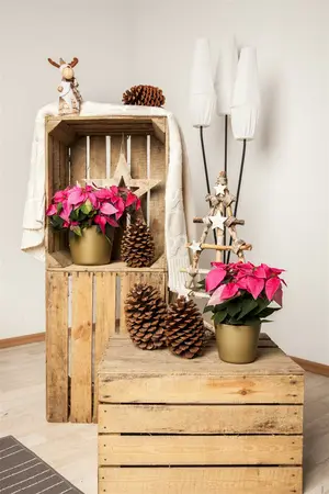 Pale Pink Velvet Poinsettia With Stem 105cm  - image 4