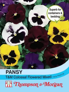 Pansy T&M Colossal Flowered Mixed