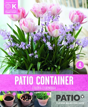 Patio Container Tulipa & Chionodoxa