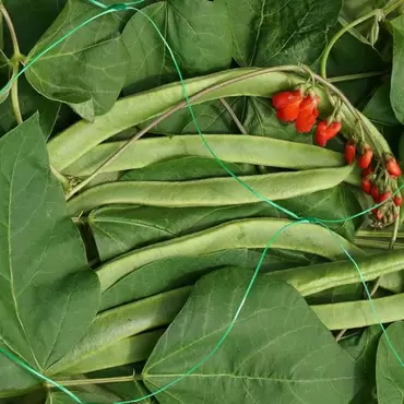 garden netting