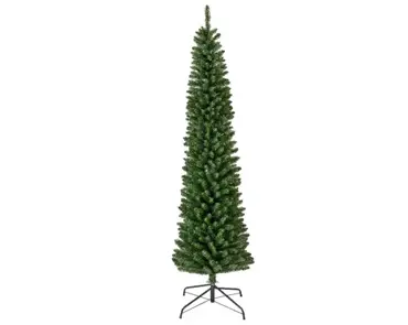 Pencil Pine 10ft/300cm