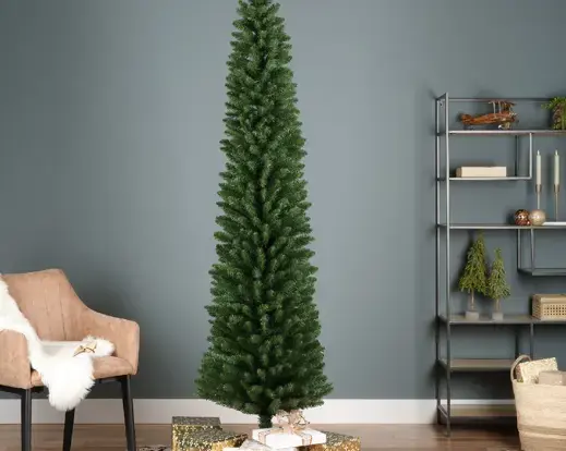 Pencil Pine 300cm/10ft - image 5