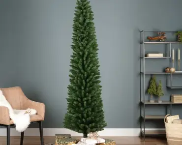 Pencil Pine 300cm/10ft - image 5