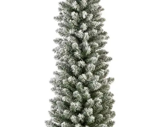Pencil Pine Snowy 10ft/300cm - image 3