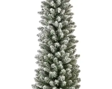 Pencil Pine Snowy 10ft/300cm - image 3