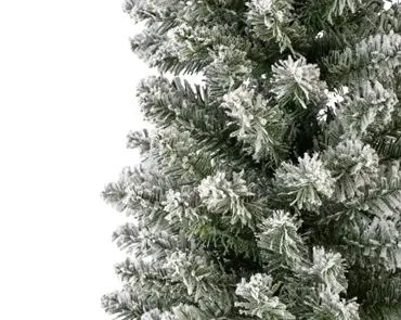 Pencil Pine Snowy 10ft/300cm - image 7