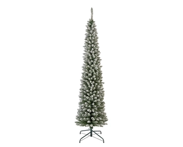 Pencil Pine Snowy 240cm/8ft