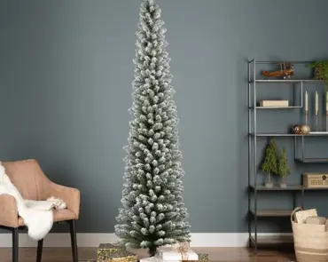 Pencil Pine Snowy 300cm/10ft - image 5