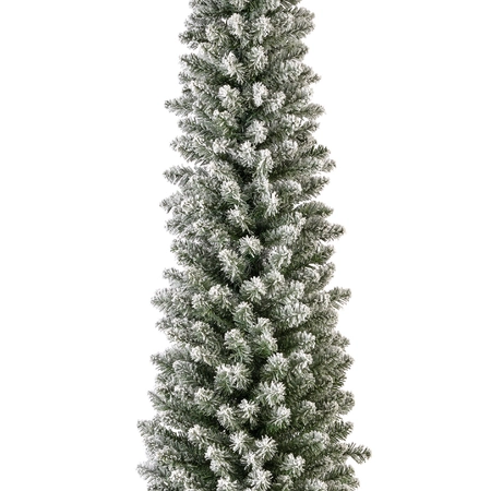 Pencil Pine Snowy 8ft/240cm - image 2