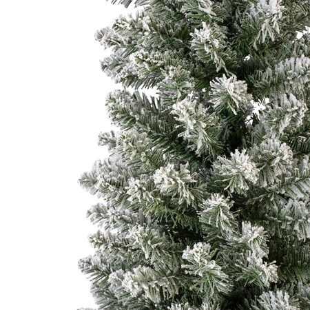 Pencil Pine Snowy 8ft/240cm - image 4