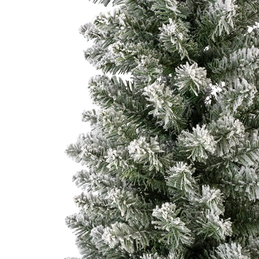 Pencil Pine Snowy 8ft/240cm - image 4