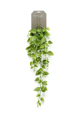 Philondendron Hanging Bush 90cm