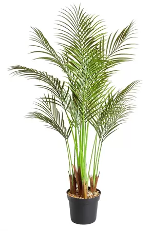 Phoenix Palm 124cm