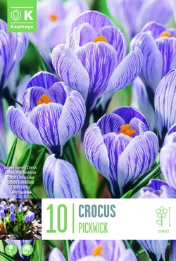 Pickwick Crocus Bulbs