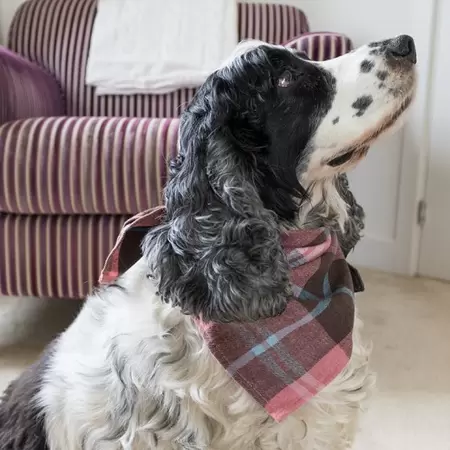 Pink Check Beau Bandana - L/Xl