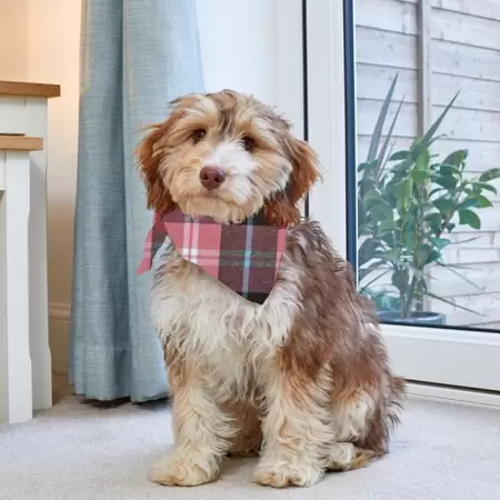 Pink Check Beau Bandana - S/M