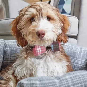 Pink Check & Pom Pom Beau Tie - 2-Pk