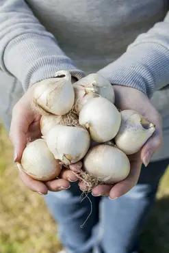 Plant-O-Mat Tray Ø 24 Cm Allium - image 3