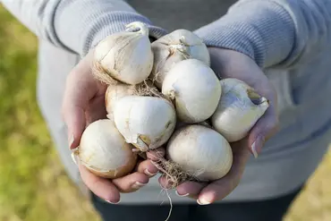Plant-O-Mat Tray Ø 24 Cm Allium - image 4