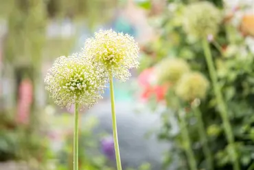 Plant-O-Mat Tray Ø 24 Cm Allium - image 5