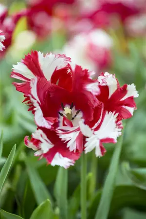 Plant-O-Mat Tray Ø 24 Cm Tulipa & Anemone
