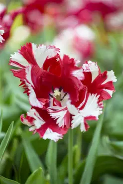 Plant-O-Mat Tray Ø 24 Cm Tulipa & Anemone