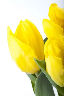 Plant-O-Mat Tray Ø 24 Cm Tulipa & Crocusses - image 1