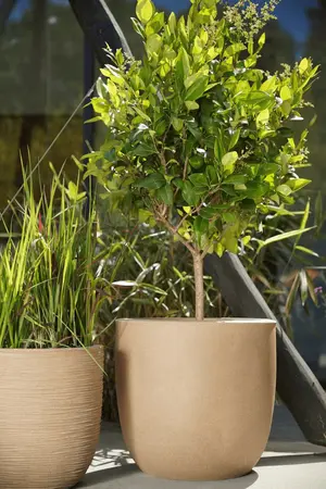 Planter Ball Smooth Beige 54x52 - image 2
