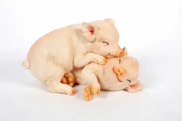 Playful Pigs